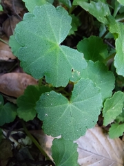 Hydrocotyle nepalensis