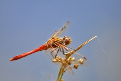 Sympetrum vulgatum