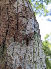 Pyrops watanabei