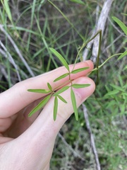 Clematis linearifolia