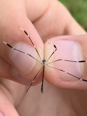 Bittacomorpha clavipes