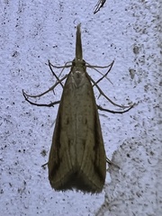 Donacaula melinellus