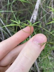 Clematis linearifolia