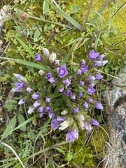 Gentianella