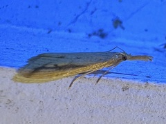 Donacaula melinellus