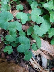 Hydrocotyle nepalensis
