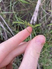 Clematis linearifolia