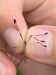 Bittacomorpha clavipes