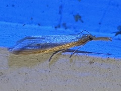 Donacaula melinellus