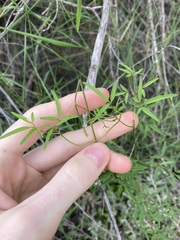 Clematis linearifolia