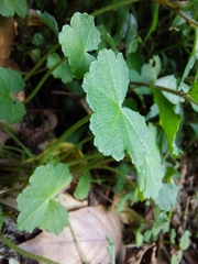 Hydrocotyle nepalensis