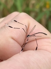 Bittacomorpha clavipes