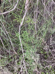 Clematis linearifolia