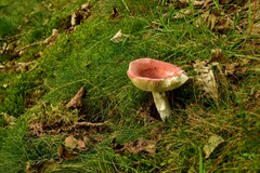 Russula cyanoxantha