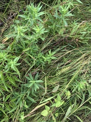 Platanthera aquilonis