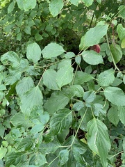 Cornus alternifolia