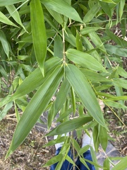 Phyllostachys