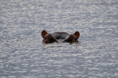 Hippopotamus amphibius