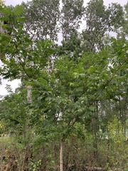 Phellodendron amurense