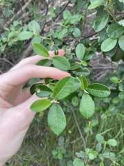 Spyridium globulosum