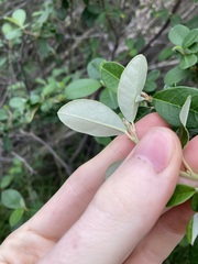 Spyridium globulosum