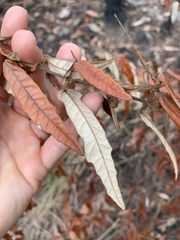 Lasiopetalum