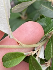 Spyridium globulosum