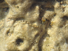 Microlipophrys adriaticus