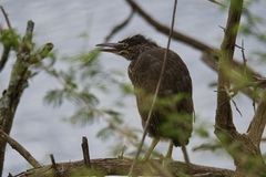 Butorides striata