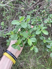 Spyridium globulosum