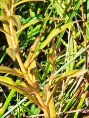 Veronica scutellata