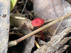 Cruentomycena viscidocruenta