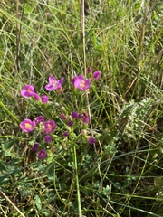 Centaurium littorale