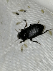 Pterostichus melanarius