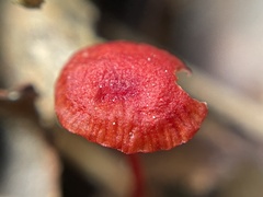 Cruentomycena viscidocruenta