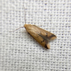 Tachystola acroxantha