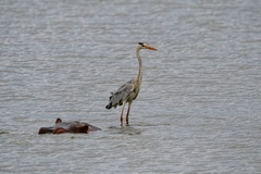 Ardea cinerea cinerea