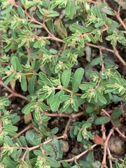 Euphorbia glyptosperma