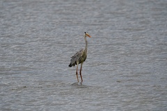 Ardea cinerea cinerea