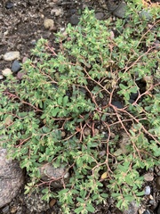 Euphorbia glyptosperma