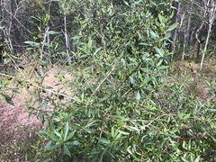 Myoporum acuminatum