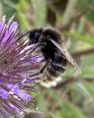 Bombus campestris