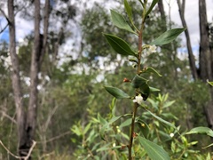 Myoporum acuminatum