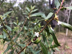 Myoporum acuminatum