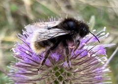 Bombus campestris