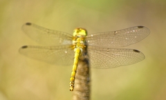 Sympetrum