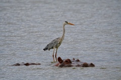 Ardea cinerea cinerea