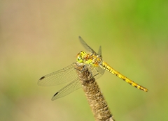 Sympetrum