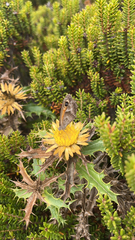 Pyronia cecilia