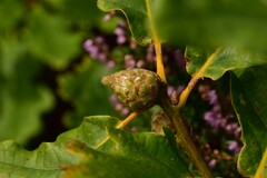 Andricus foecundatrix